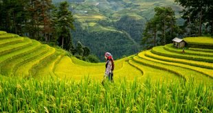 Best Farming Games for Relaxing Gameplay